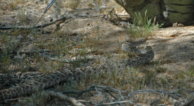 Rattlesnake moving across desert scrub in dappled light