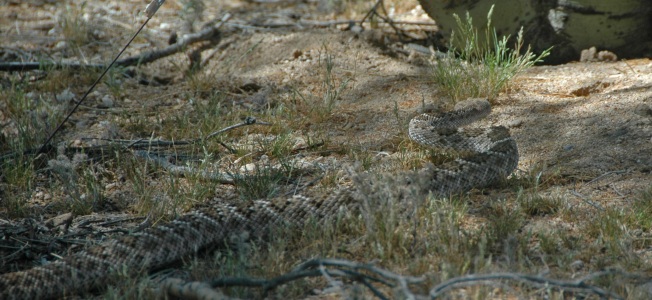 Rattlesnake moving across desert scrub in dappled light